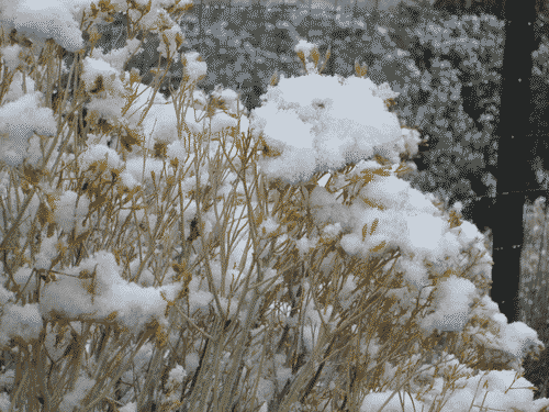 Sagebrush in the snow on Sawmill Rd. Growing through the fence with mountains in the background