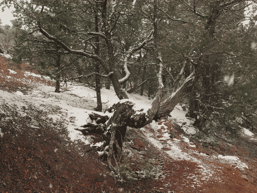 Gnarled juniper tree with bright green needles, dusted with snow, growing on the edge of a bright red dirt path