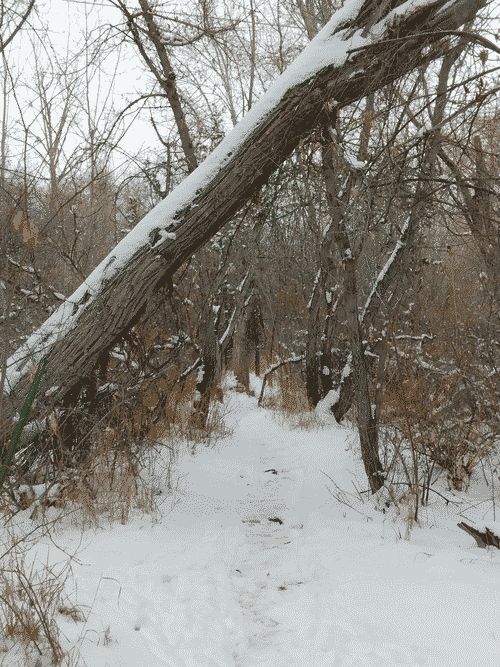Diagonal tree trunk forming a natural gate through a snow-dusted footpath