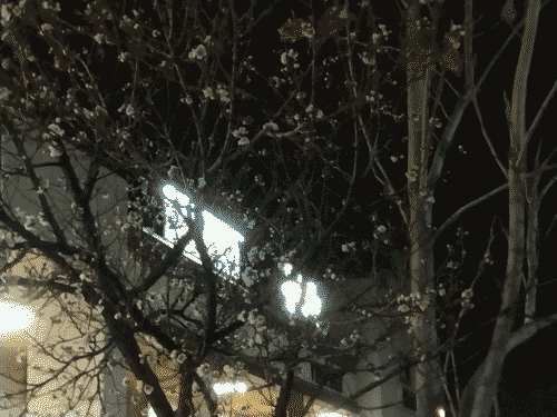 Betterday Records sign amidst the apricot tree at night