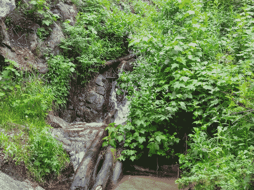 Verdant tiny waterfall in the back trail of Big Tesuque