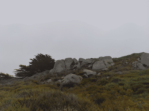 Shot of the hill alongside the Bunny Trail in Carmel; yellow monkey flower along with other native plants crowd the hillside, with some large granite boulders sticking out toward the top; a mature cypress tree peeks out from behind the hill; the sky is featureless overcast