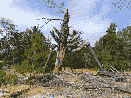 Huge dead tree with its broken limbs hanging like spider legs