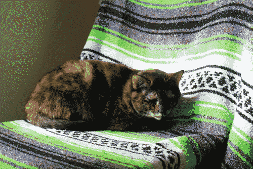 Patches the tortoiseshell cat on a green, black and grey woven blanket