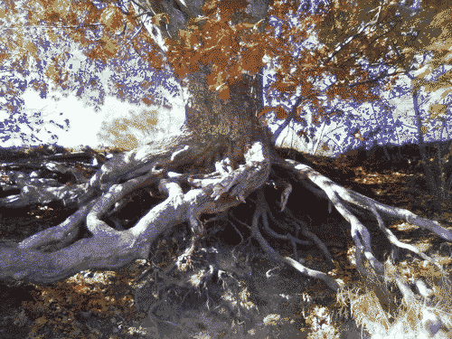 Majestic maple tree showing beautiful vertical symmetry in Blue Hill, ME