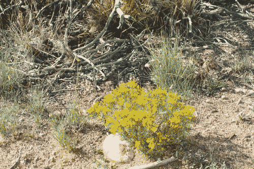 Little yellow flower amidst dry soil and gnarled roots