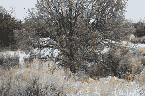 An oak tree with snow-covered acorns