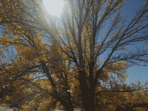 Aspen tree outside the kitchen window in its fall splendor