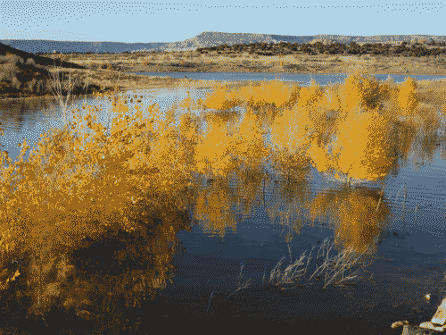 Aspen trees growing half-submerged in Abiquiu Lake