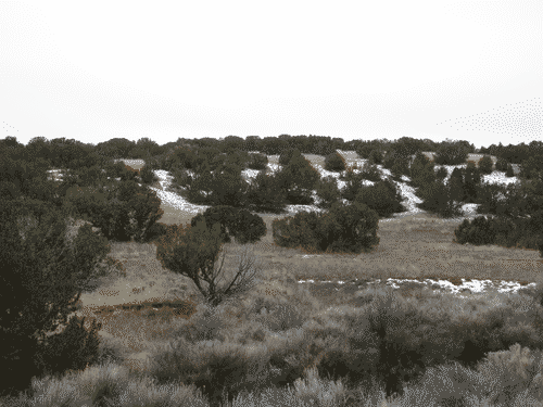 Winter scrublands in southern Santa Fe. Junipers and a bit of snow across the tall grass.