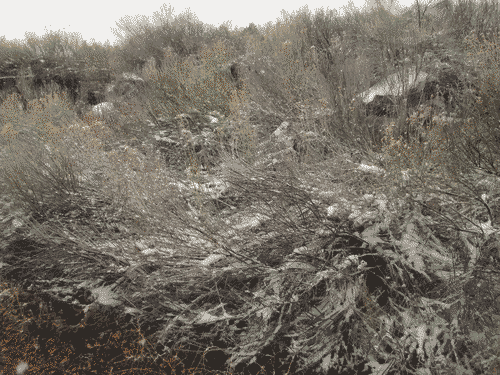Sage brush and falling snow against a static-white sky