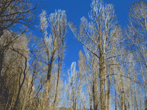 Aspen trees opening to a big sky