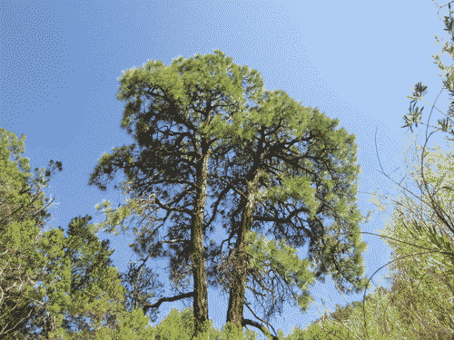Big coniferous trees against a big blue sky