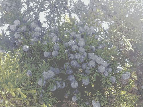 Lots of blue juniper berries on a verdant juniper bush