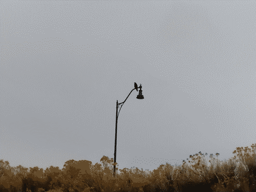 A raven atop a lamp post, in silhouette against a cloudy grey sky