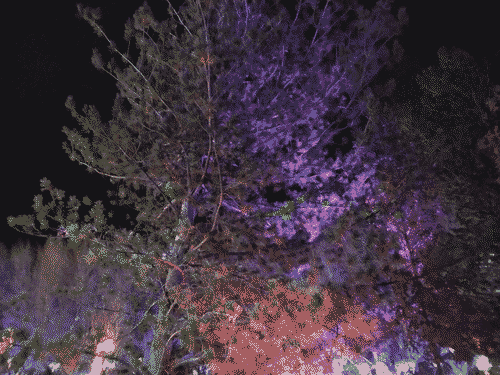 Laser lights reflecting off some coniferous trees at the River of Lights in ABQ
