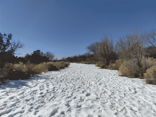 Snow-covered path with myriad depressions from footprints which make it look like sand almost, flanked by sagebrush and naked trees on both sides, with a cloudless blue sky opening above