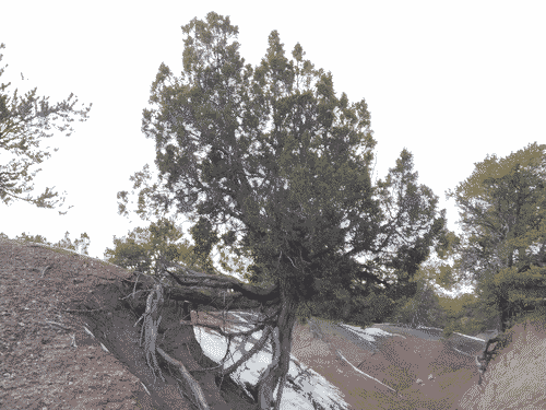 Two young lovers of juniper trees on a slope, one growing straight up from the bottom of the slope, the other growing sideways from the top, and they meet and intertwine