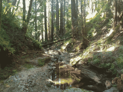 Verdant stream at the bottom of Robinson Canyon, with towering tres and ferns abound.