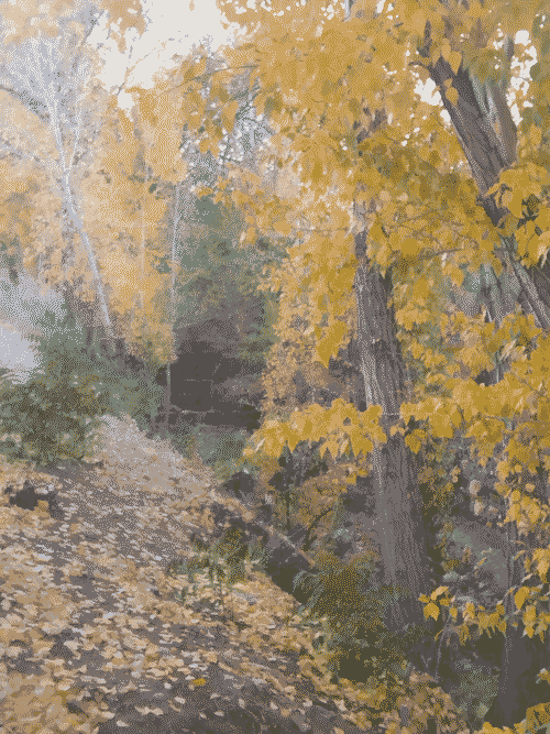 Santa Fe river surrounded by brilliant orange foliage, one of its tiny waterfalls visible in the midst of it all, reflective sheen of the falling water over the brown sluice substrate.