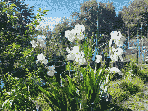 White irises in a mountain garden