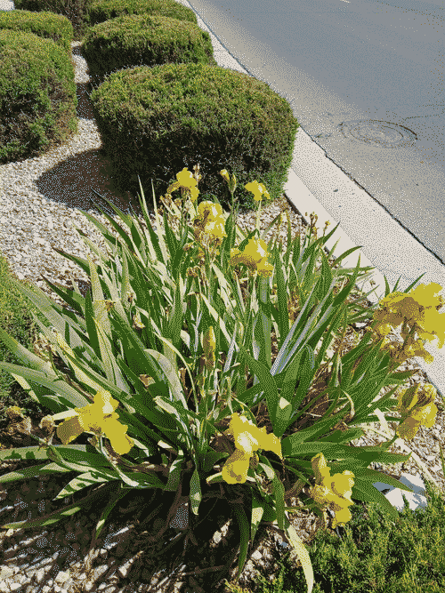 Yellow irises on the street in Santa Fe