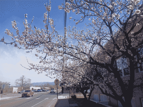 a modest cherry tree is blossoming on a minor street next to a school building; the sky fades from briht blue to white toward the horizon in a smooth gradient, and powerlines cross vertically through the image 