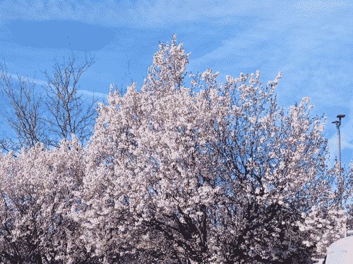a very large cherry tree is blossoming heavily against a blue sky striated with clouds. behind on the left is another cherry tree just starting to bud, and behind to the right is a tall night lighting structure you