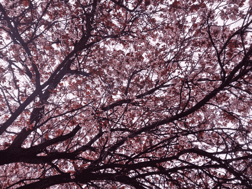 a medium distance of a cherry tree