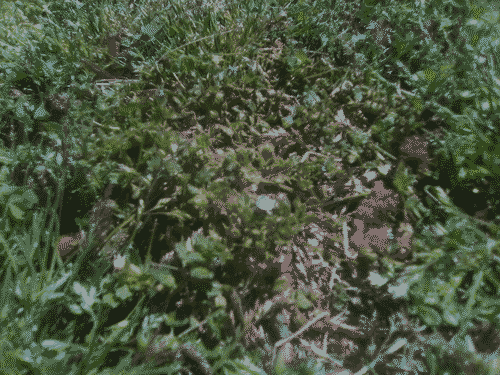 Tiny blue flowers in the grass in a Nebraska rest stop